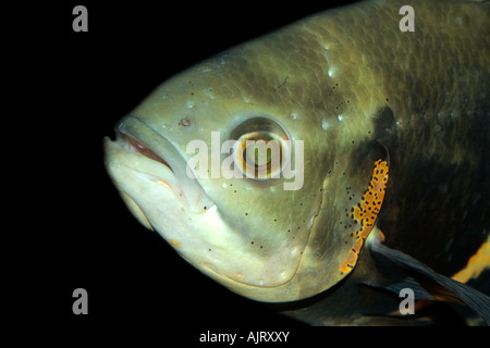 Oscar Astronotus Crassipinnis Kopf Detail Manaus Amazonas Brasilien Stockfoto