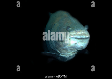 Schwarze Tambaqui Colossoma Macropomum Manaus Amazonas Brasilien Stockfoto