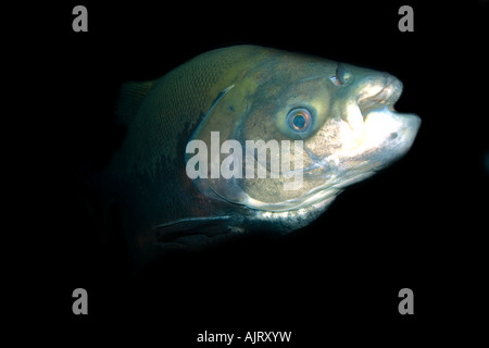 Schwarze Tambaqui Colossoma Macropomum Manaus Amazonas Brasilien Stockfoto