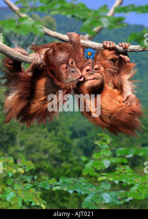 zwei Orang-Utans - knutschen Stockfoto