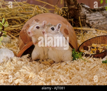 Domestizierte Rennmaus (Meriones Unguiculatus). Zwei Personen auf Holz Koteletts Stockfoto