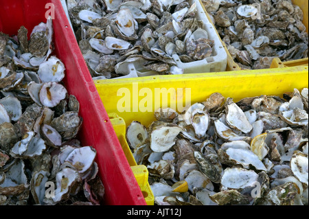 Nahaufnahme von Containern mit ausrangierten Austernschalen Stockfoto