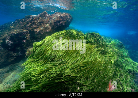 Grünalge Caulerpa Racemosa St. Peter und St. Paul s rockt Atlantik Brasilien Stockfoto