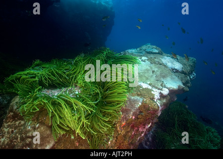 Grünalge Caulerpa Racemosa St. Peter und St. Paul s rockt Atlantik Brasilien Stockfoto