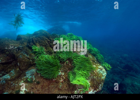 Grünalge Caulerpa Racemosa St. Peter und St. Paul s rockt Atlantik Brasilien Stockfoto