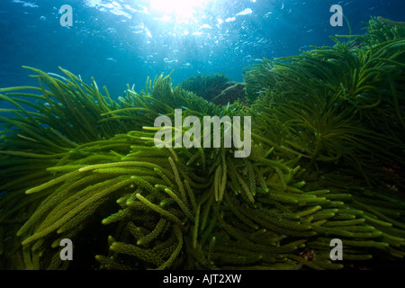 Grünalge Caulerpa Racemosa St. Peter und St. Paul s rockt Atlantik Brasilien Stockfoto