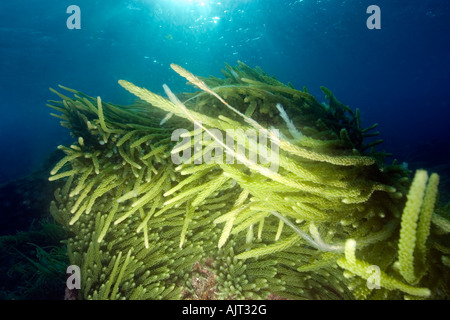 Grünalge Caulerpa Racemosa St. Peter und St. Paul s rockt Atlantik Brasilien Stockfoto