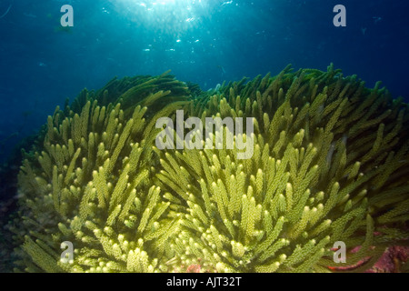 Grünalge Caulerpa Racemosa St. Peter und St. Paul s rockt Atlantik Brasilien Stockfoto