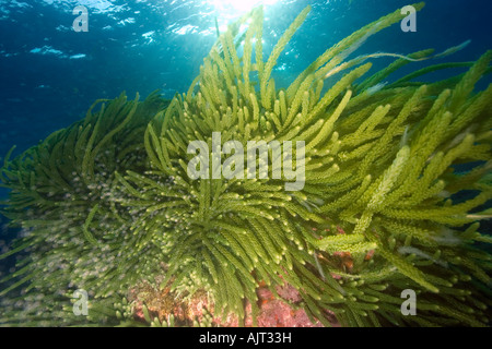 Grünalge Caulerpa Racemosa St. Peter und St. Paul s rockt Atlantik Brasilien Stockfoto