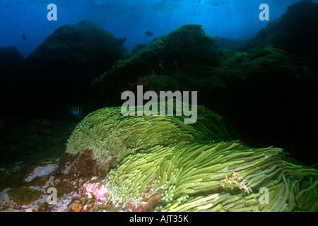 Grünalge Caulerpa Racemosa St. Peter und St. Paul s rockt Atlantik Brasilien Stockfoto