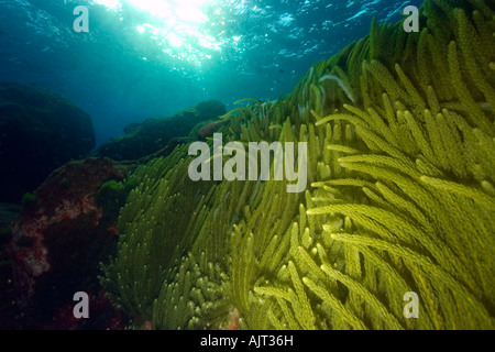 Grünalge Caulerpa Racemosa St. Peter und St. Paul s rockt Atlantik Brasilien Stockfoto