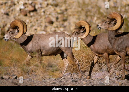Wüste Bighorn Schafe rammt Ovis Canadensis Nelsoni) Stockfoto