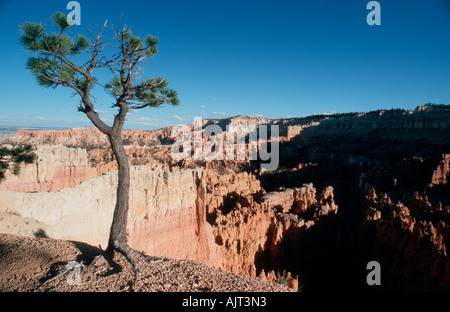 Bryce Canyon - Utah - USA Stockfoto