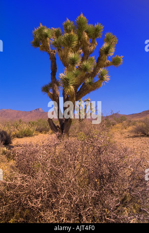 Bild von Joshua tree Stockfoto