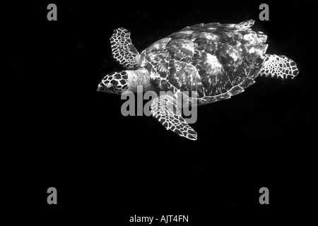 Echte Karettschildkröte Eretmochelys Imbricata St. Peter und St. Paul s rockt Atlantik Brasilien Stockfoto