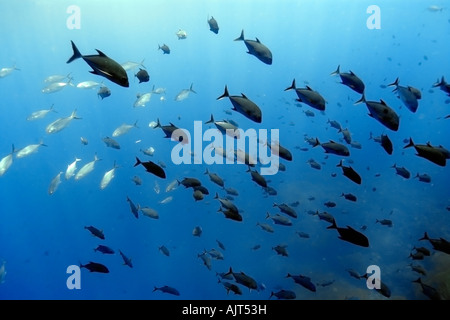 Schwarzen Buben und blau Läufer Caranx Lugubris und Carangoides Crysos Ausbildung im Freiwasser St. Peter und St. Paul s rockt Brasilien Stockfoto