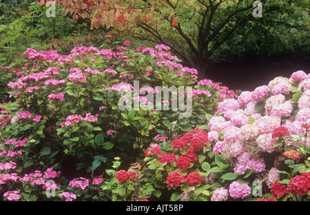 Spätsommer-Farbe mit Lacecap Hydrangea Macrophylla Mariesii Mopps Ami Pasquier und Niedersachsen plus Wayfaring Baum Stockfoto