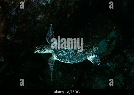 Echte Karettschildkröte Eretmochelys Imbricata St. Peter und St. Paul s rockt Atlantik Brasilien Stockfoto