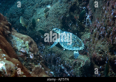 Echte Karettschildkröte Eretmochelys Imbricata St. Peter und St. Paul s rockt Atlantik Brasilien Stockfoto