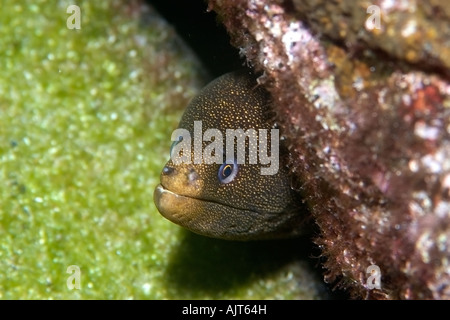 Goldentail Muräne Gymnothorax Miliaris St. Peter und St. Paul s rockt Atlantik Brasilien Stockfoto