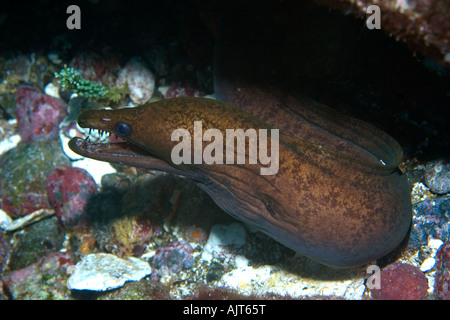 Viper Moray oder Mulatte Conger Enchelycore Nigricans St. Peter und St. Paul s rockt Atlantik Brasilien Stockfoto