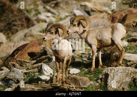 Peninsular Wüste Bighorn Schafe rammt (Ovis Canadensis Cremnobates) Stockfoto