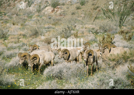 Herde Peninsular Wüste Bighorn Schafe (Ovis Canadensis Cremnobates) Stockfoto