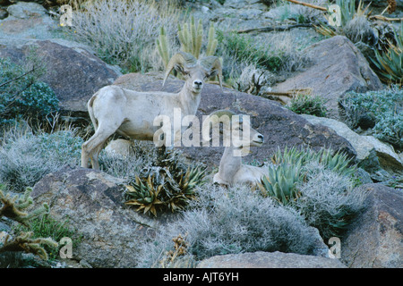 Peninsular Wüste Bighorn Schafe rammt (Ovis Canadensis Cremnobates) Stockfoto