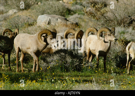 Herde Peninsular Wüste Bighorn Schafe (Ovis Canadensis Cremnobates) Stockfoto