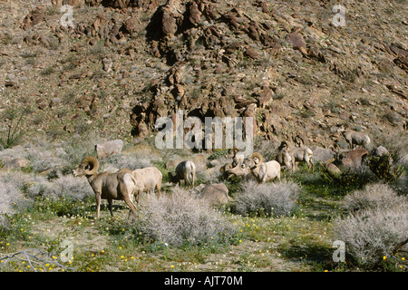 Herde Peninsular Wüste Bighorn Schafe (Ovis Canadensis Cremnobates) Stockfoto