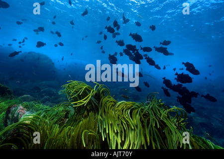 Grünalge Caulerpa Racemosa und schwarzen Durgon Melichthys Niger Schule St. Peter und St. Paul s Felsen Atlantik Brasilien Stockfoto