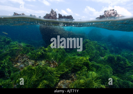 Split-Bild von Felsen und Grünalge Caulerpa Racemosa St. Peter und St. Paul s rockt Atlantik Brasilien Stockfoto