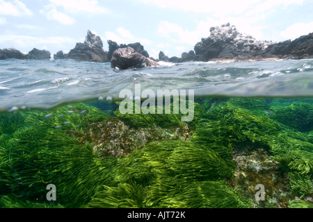 Split-Bild von Felsen und Grünalge Caulerpa Racemosa St. Peter und St. Paul s rockt Atlantik Brasilien Stockfoto