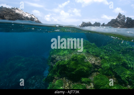 Split-Bild von Felsen und Grünalge Caulerpa Racemosa St. Peter und St. Paul s rockt Atlantik Brasilien Stockfoto