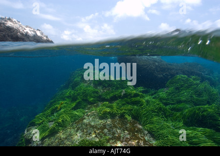Split-Bild von Felsen und Grünalge Caulerpa Racemosa St. Peter und St. Paul s rockt Atlantik Brasilien Stockfoto