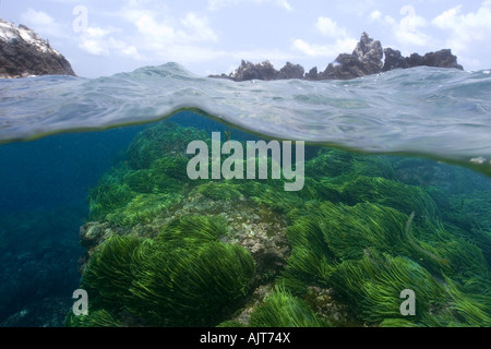 Split-Bild von Felsen und Grünalge Caulerpa Racemosa St. Peter und St. Paul s rockt Atlantik Brasilien Stockfoto