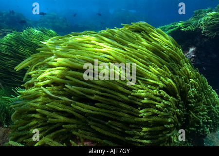 Grünalge Caulerpa Racemosa St. Peter und St. Paul s rockt Atlantik Brasilien Stockfoto
