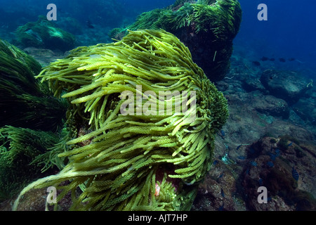 Grünalge Caulerpa Racemosa St. Peter und St. Paul s rockt Atlantik Brasilien Stockfoto