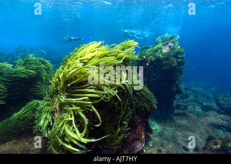 Grünalge Caulerpa Racemosa St. Peter und St. Paul s rockt Atlantik Brasilien Stockfoto