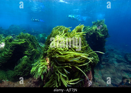 Grünalge Caulerpa Racemosa St. Peter und St. Paul s rockt Atlantik Brasilien Stockfoto