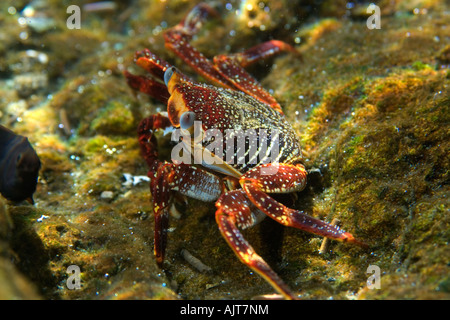 Roter Rock Crab Grapsus Grapsus St. Peter und St. Paul s rockt Atlantik Brasilien Stockfoto
