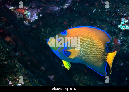 Königin-Kaiserfisch Holacanthus Ciliaris St. Peter und St. Paul s rockt Atlantik Brasilien Stockfoto