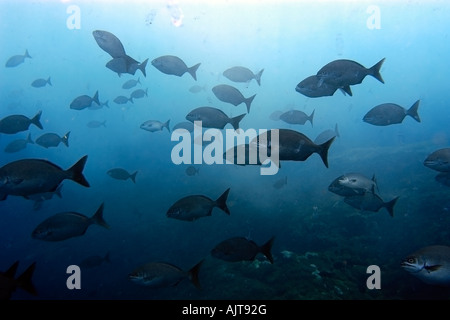 Döbel Kyphosus Sectatrix Ausbildung im Freiwasser St. Peter und St. Paul s rockt Atlantik Brasilien Stockfoto