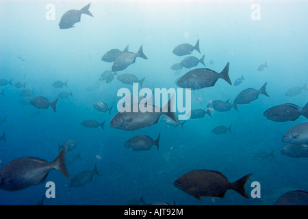 Döbel Kyphosus Sectatrix Ausbildung im Freiwasser St. Peter und St. Paul s rockt Atlantik Brasilien Stockfoto