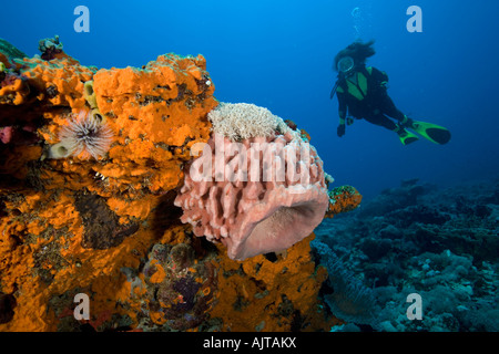 Taucher und Barrel sponge-Xestospongia sp Lombok Indischer Ozean Indonesien Stockfoto