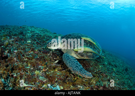 grüne Meeresschildkröte Chelonia Mydas Lombok Indischer Ozean Indonesien Stockfoto