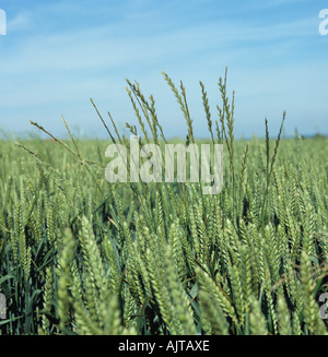 Italienisches Weidelgras Lolium Multiflorum Blüte Ungräser in Weizenernte im Ohr Stockfoto