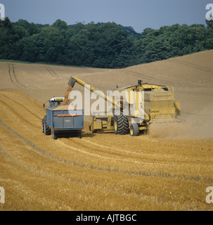 New Holland kombinieren kombinieren Weizenernte und entladen um Berkshire Anhänger Stockfoto