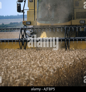 Header von New Holland Mähdrescher ernten staubigen Ernte Hampshire Stockfoto