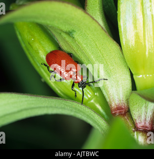Lily Käfer Lilioceris Lilii auf Lily Samenkapseln Stockfoto